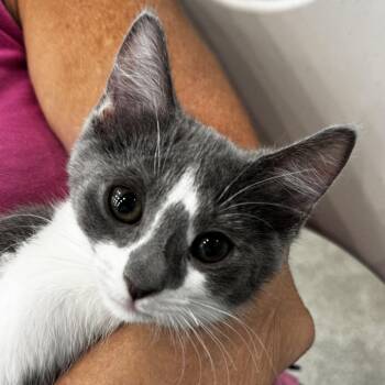 Chloe -  Domestic Short Hair Cat for Adoption in Bradenton, Florida - Chloe | PetCurious