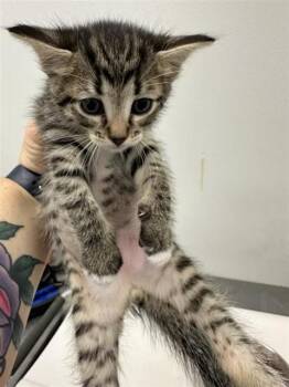 Domestic Short Hair Cats Available for Adoption in Corpus Christi, Texas - HUEY | PetCurious