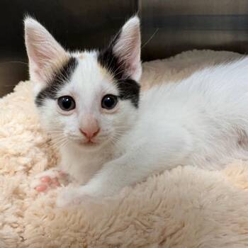 Daisy -  Domestic Short Hair Cat for Adoption in West Palm Beach, Florida - Daisy | PetCurious