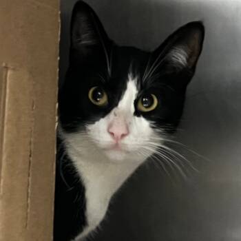 Rescue Domestic Short Hair Cats for Adoption in Newark, New Jersey - Jumpy | PetCurious