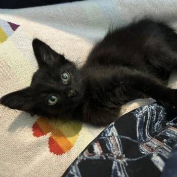 Hannah 0526 DW -  Domestic Medium Hair Cat for Adoption - Hannah 0526 DW | PetCurious