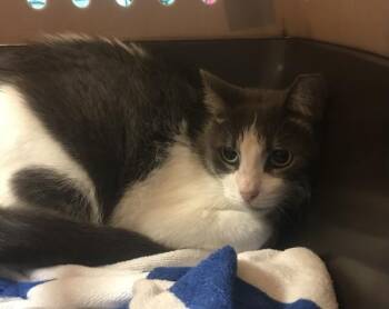 LILY -  Domestic Long Hair Cat for Adoption in Conroe, Texas - LILY | PetCurious