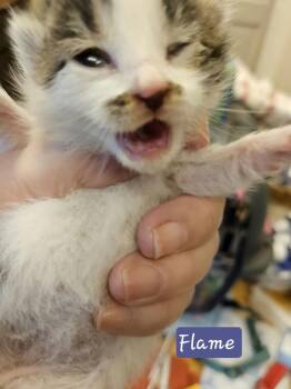 Flame -  Domestic Short Hair Cat for Adoption in Poplar Grove, Illinois - Flame | PetCurious