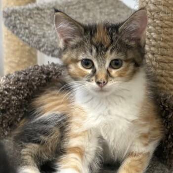 Willow -  Domestic Short Hair Cat for Adoption in Spokane, Washington - Willow | PetCurious