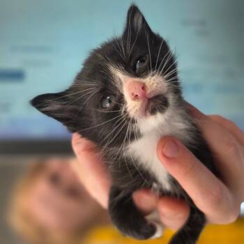 Domestic Short Hair Cats Available for Adoption in Chapel Hill, North Carolina - Han Solo | PetCurious