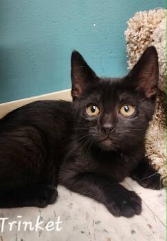 Domestic Short Hair Cats Available for Adoption in Chambersburg, Pennsylvania - Trinket | PetCurious