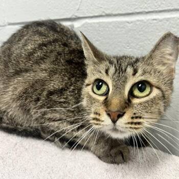 Hummingbird -  Domestic Short Hair Cat for Adoption in Dayton, Ohio - Hummingbird | PetCurious