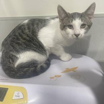 Domestic Short Hair Cats Available for Adoption in Tampa, Florida - Luffy | PetCurious