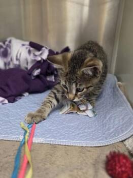 Snorkel -  Domestic Short Hair Cat for Adoption in Westland, Michigan - Snorkel | PetCurious