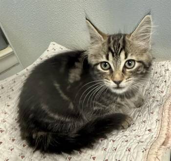 PENELOPE -  Domestic Medium Hair Cat for Adoption in Sarasota, Florida - PENELOPE | PetCurious