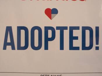Teri -  Siamese Cat for Adoption in Mustang, Oklahoma - Teri | PetCurious