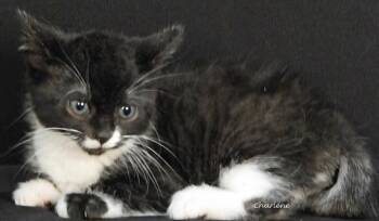 Menace -  Domestic Short Hair Cat for Adoption in Newland, North Carolina - Menace | PetCurious