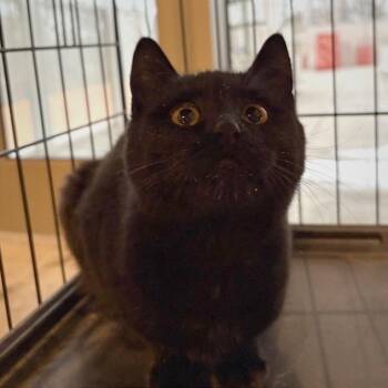 Domestic Short Hair Cats Available for Adoption - Irwin | PetCurious