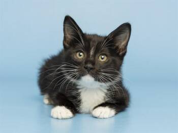 DAPHINE -  Domestic Short Hair Cat for Adoption in Phoenix, Arizona - DAPHINE | PetCurious