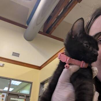 Lantern -  Domestic Short Hair Cat for Adoption in Lynchburg, Virginia - Lantern | PetCurious