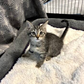 Domestic Short Hair Cats Available for Adoption in Fort Worth, Texas - Serena | PetCurious