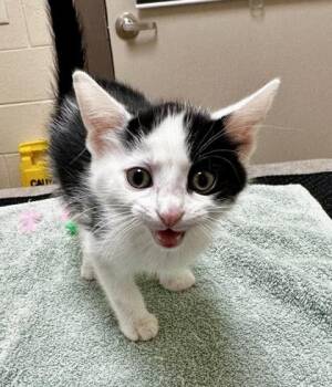 Wren -  Domestic Short Hair Cat for Adoption in Westland, Michigan - Wren | PetCurious