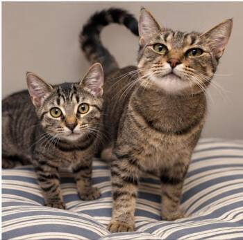 Pancake and Biscuit -  Tabby Cat for Adoption in Knoxville, Tennessee - Pancake And Biscuit | PetCurious
