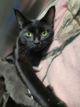 Rescue Domestic Short Hair Cats for Adoption in Republic, Missouri - Ouija | PetCurious