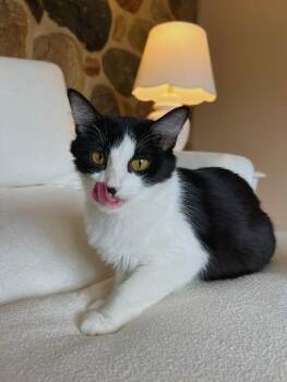 Willodean -  Domestic Short Hair Cat for Adoption in Mokena, Illinois - Willodean | PetCurious