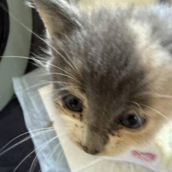 Manon -  Domestic Short Hair Cat for Adoption in Los Angeles, California - Manon | PetCurious