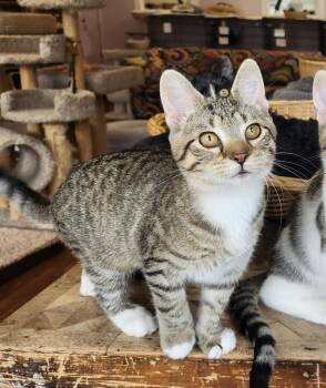 Rescue Tabby Cats for Adoption in Wild Rose, Wisconsin - Frenchy | PetCurious