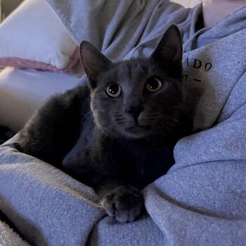 Liam Quincy-IJ -  Domestic Short Hair Cat for Adoption in Tallahassee, Florida - Liam Quincy-IJ | PetCurious