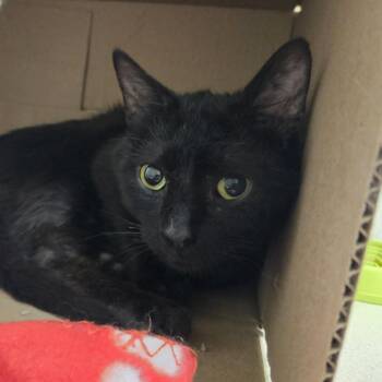 Barnaby -  Domestic Short Hair Cat for Adoption in Ballston Spa, New York - Barnaby | PetCurious