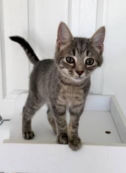 Domestic Short Hair Cats Available for Adoption in Alexandria, Virginia - Brightheart - Kitten - IN FOSTER | PetCurious