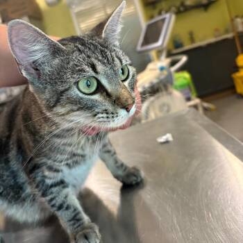 Klio -  Domestic Short Hair Cat for Adoption in West Des Moines, Iowa - Klio | PetCurious
