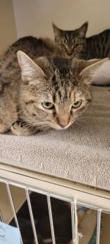 Domestic Short Hair Cats Available for Adoption in Windsor, Connecticut - 2025-93 Alyssa Edwards - In Foster | PetCurious