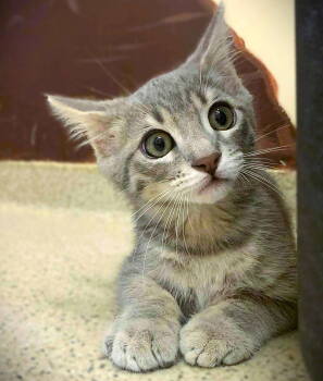 Rescue Domestic Short Hair Cats for Adoption in Seal Beach, California - Kitten Umi | PetCurious