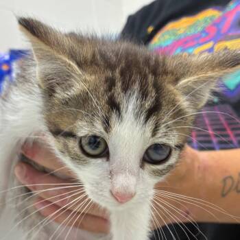 Miko -  Domestic Short Hair Cat for Adoption in Corpus Christi, Texas - Miko | PetCurious