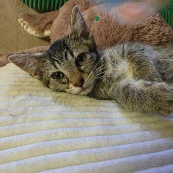 PIXEL -  Domestic Short Hair Cat for Adoption in Graham, Washington - PIXEL | PetCurious