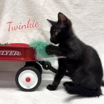 Twinkie #snack-cake-trio -  Bombay and Domestic Short Hair Cat for Adoption in Houston, Texas - Twinkie #snack-cake-trio | PetCurious