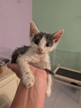 BIG SPOON -  Domestic Short Hair Cat for Adoption in Camarillo, California - BIG SPOON | PetCurious