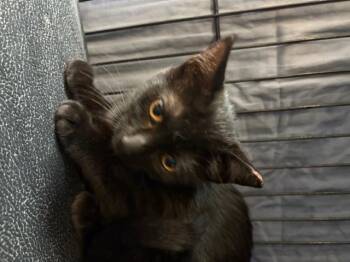 Rescue Domestic Short Hair Cats for Adoption in Grass Valley, California - Lily | PetCurious