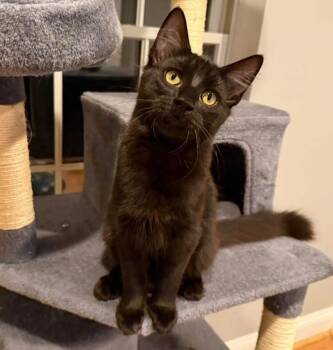 Rescue Domestic Medium Hair Cats for Adoption in Mount Laurel Township, New Jersey - Noir | PetCurious