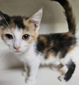 Ruby -  Domestic Short Hair Cat for Adoption in Dyersburg, Tennessee - Ruby | PetCurious