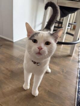 Domestic Short Hair Cats Available for Adoption in Minneapolis, Minnesota - Yuki | PetCurious