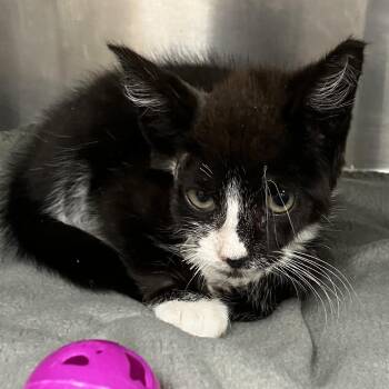 Kuro -  Domestic Short Hair Cat for Adoption in Grand Rapids, Michigan - Kuro | PetCurious