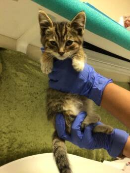 Domestic Short Hair Cats Available for Adoption in Riverside, California - A1919726 | PetCurious