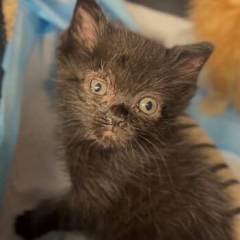 Frank -  Domestic Medium Hair Cat for Adoption in Midland, Texas - Frank | PetCurious