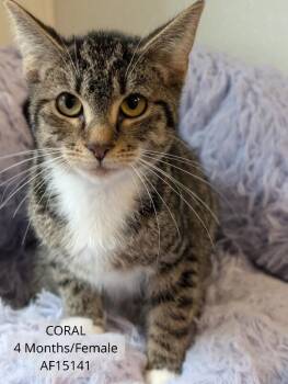 Coral -  Domestic Short Hair Cat for Adoption - Coral | PetCurious