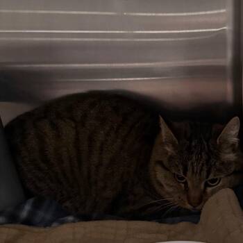 Dawn -  Domestic Short Hair Cat for Adoption in Cedaredge, Colorado - Dawn | PetCurious