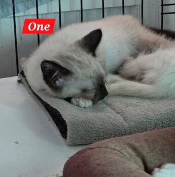 One -  Snowshoe Cat for Adoption in Buena Vista, Virginia - One | PetCurious