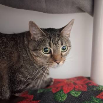 Baby&Kiki -  Domestic Short Hair Cat for Adoption in Ridgway, Colorado - Baby&Kiki | PetCurious