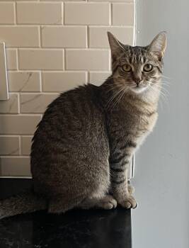 Janice MUST BE ADOPTED AS A BUDDY -  Domestic Short Hair Cat Available for Adoption in Toronto, Ontario - Janice MUST BE ADOPTED AS A BUDDY | PetCurious