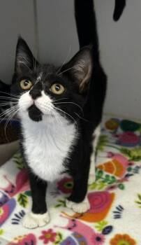 Big foot 3 months -  Domestic Short Hair Cat for Adoption in Sterling, Massachusetts - Big Foot 3 Months | PetCurious