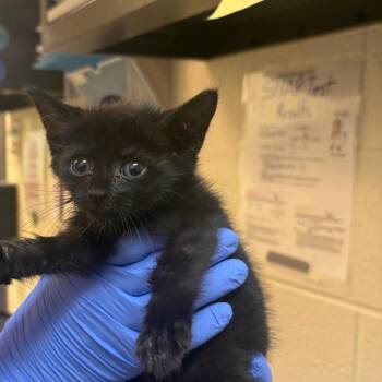 Asajj -  Domestic Short Hair Cat for Adoption in Charlottesville, Virginia - Asajj | PetCurious